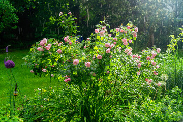 es regnet im Sommergarten; außergewöhnliche, grandiose Gartenstimmung, Garten mit blühendem Rosenstrauch / Rosenbusch (Utopia) in strömendem Regen mit Sonnenlicht, Regentopfen, Rosenblüten