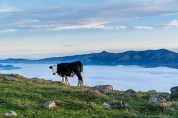 the cow is grazing at the top of the Bank Peninsula, Canterbury, New Zealand.