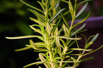 Rosemary plant macro