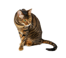 Adult cat breed Toyger isolated on white