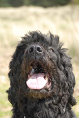 black dog portrait pet Portuguese Water Dog
