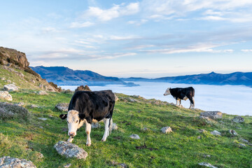 the cow is grazing at the top of the Bank Peninsula, Canterbury, New Zealand.