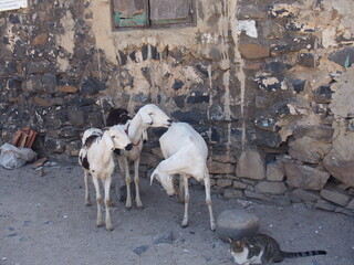 Goats taking a break, Goree Island, Senegal