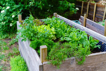Hochbeet im Garten mit jungem Gemüse und Kräutern, Spinat, Salat, Thymian, Rosmarin, kerbel