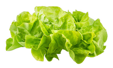 Lettuce isolated on white background with clipping path