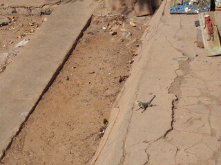 A little lizard looking for something, Goree Island, Senegal