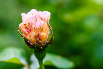 Sommergarten, bunte Läuse; Läuse in unterschiedlichen Farben auf einer bunten Rosenblüte