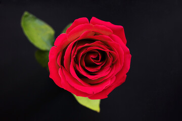 Red rose top view on a black background.
