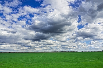 Fototapeta premium Landscape of a farm field with seedlings and a cloudy sky. A rural type of agricultural plantation of growing cereals.
