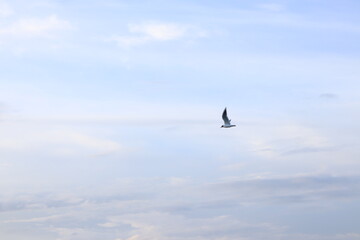 seagull in the sky