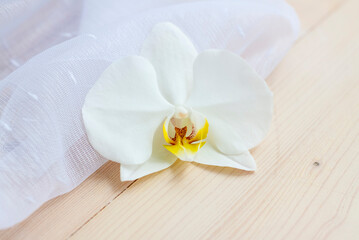 Fototapeta na wymiar Spring lightness and tenderness. The freshness of the morning. Light composition with an Orchid flower and transparent fabric.