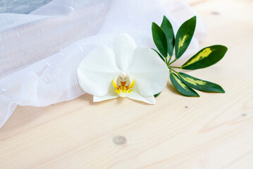Spring lightness and tenderness. The freshness of the morning. Light composition with an Orchid flower, green leaf and transparent fabric.