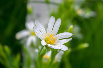 Field of white flowers. Nature of blooming meadows macro.