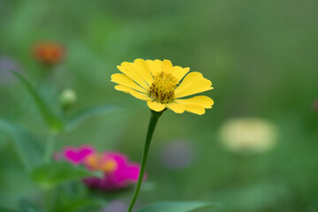 Yellow Zinnia flower