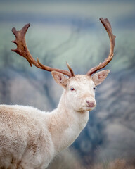 Red Deer Stag