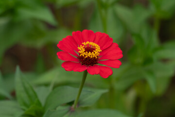 Red Zinnia flower