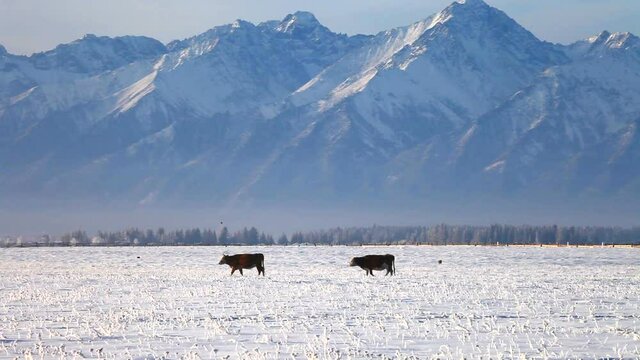 Beautiful foothill valley on a winter evening. Two cows return to the village along a snowy field against the backdrop of the mountains of the East Sayan. Christmas travel