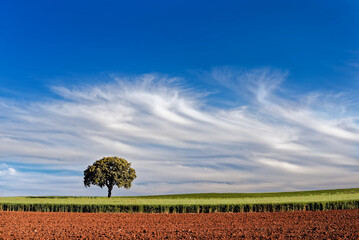 nubes de primavera