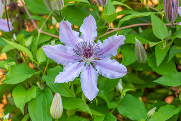 Purple and pink clematis flowers blooming on vine in garden in spring