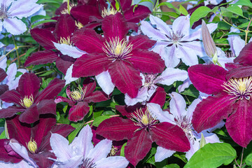 Purple and pink clematis flowers blooming on vine in garden in spring