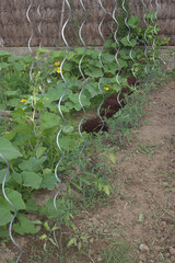 tomates ,courge ,au potager bio 