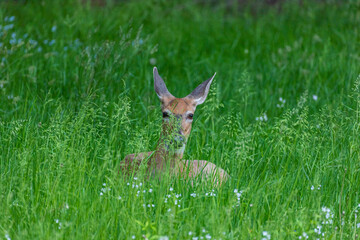 Deer lying in tall grass inforest