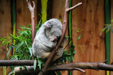 Adorable and sleepy koala bear (Phascolarctos cinereus) in branches with Eucalyptus leaves food