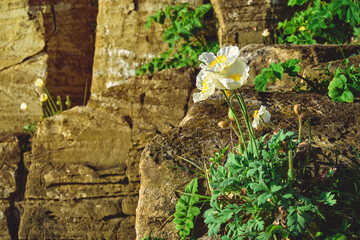 front view on a white poppy flowers on a rock. Nature and outdoor concept.