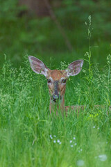 Deer lying in tall grass inforest