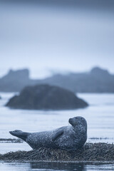 Seal resting on a rock - Iceland