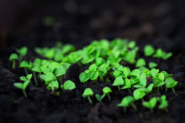 Basil shoots sprouted in dark clay. Plant with latin name Ocimum basilicum.