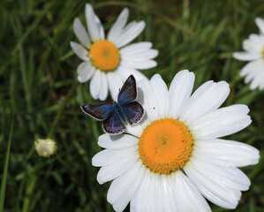 A female Common Blue Butterfly. Scientific name Polyommatus icarus. The butterfly is basking with wings open on the edge of a Oxeye Daisey. Botanical name Leucanthemum vulgare. Focus is on the body. © Scorsby