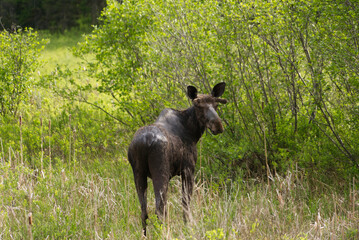 Fototapeta premium Moose in its natural habitat