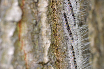 oak processionary procession in late spring