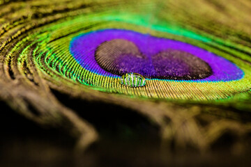 Fototapeta premium closeup of water drop on peacock feather