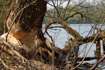 Damage to the tree beaver.