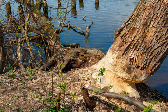 A beaver-tainted tree by the river.
