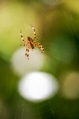 ventral view of european garden spider, Araneus diadematus, on its orb web