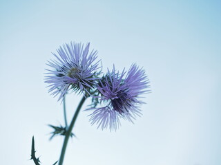 Fototapeta premium planta silvestre con flor de color lila violeta o morada