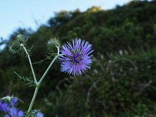 planta silvestre con flor de color lila violeta o morada
