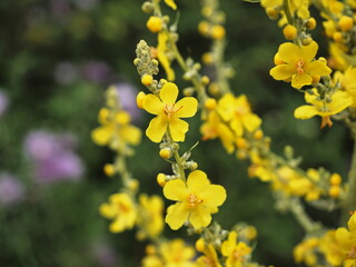 planta silvestre llena de flores amarillas