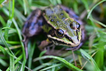 Frosch im Gras