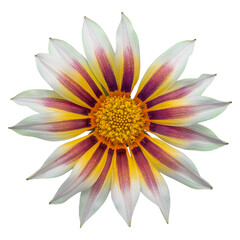 gazania sun flower on white background, isolated with clipping path, macro shot