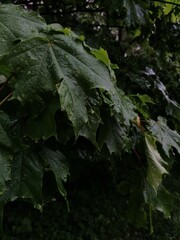 Fresh dark green leaves of a tree after rain. Large drops of dew or rain.
