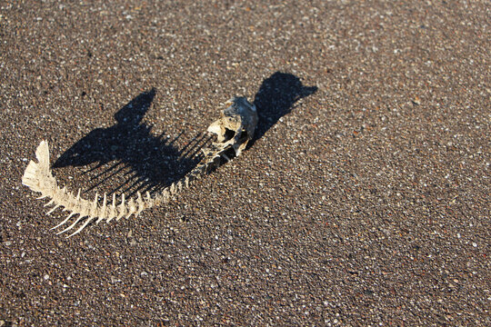 Skeleton of river fish on the pavement.