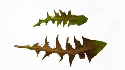 Herbarium of beautiful bushes of flowers and plants. Green leaves and yellow flowers on a white background. Dandelion.