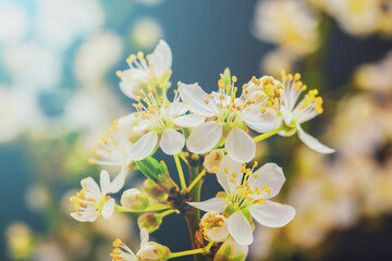 Cherry blossom fruit flower on a dark background