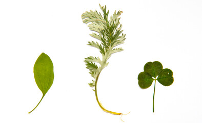 Herbarium of beautiful bushes of flowers and plants. Green leaves and on a white background. Clover.