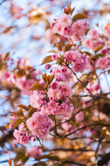 Prunus serrulata sakura cherry in blossom springtime