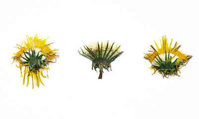 Herbarium of beautiful bushes of flowers and plants. Green leaves and yellow flowers on a white background. Dandelion.